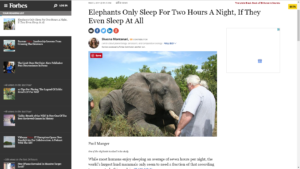 elephants sleep